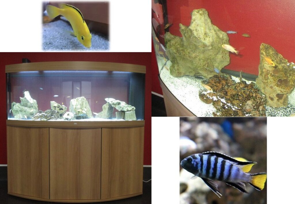 Nouveau à l’EHPAD : un aquarium